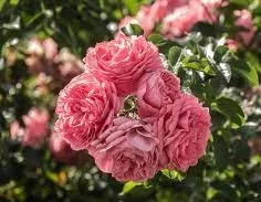 النباتات المزهرة