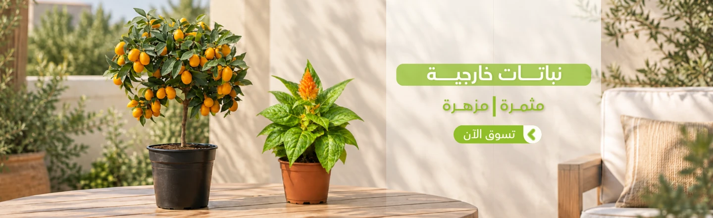 نباتات خارجية مثمرة ومزهرة - تسوق الآن من مشتلي