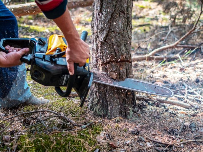 تقطيع الأشجار