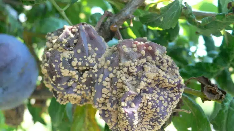 مونيليا اللوزيات ومكافحتها