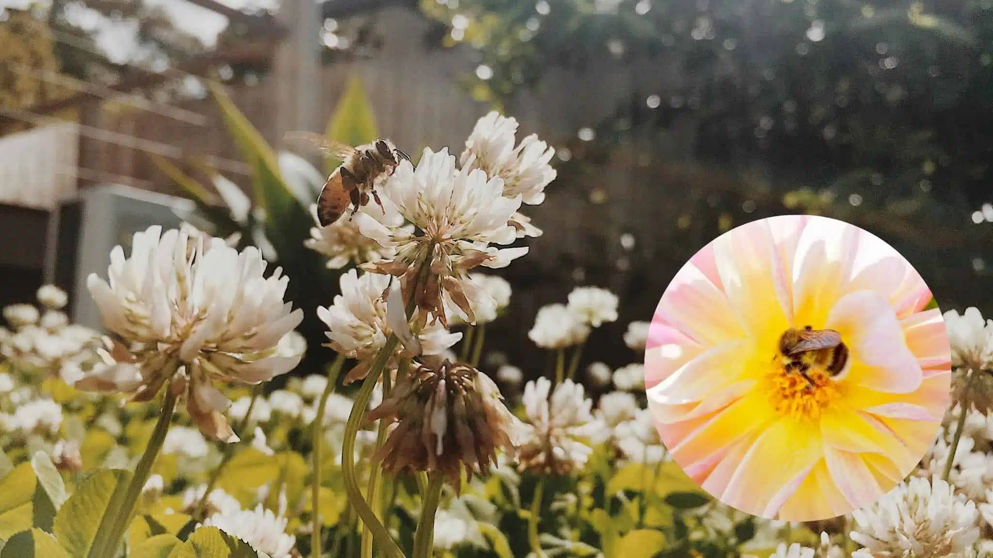 أهم النصائح لزراعة حديقة صديقة للملقحات