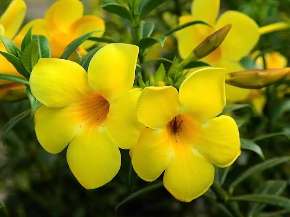 نبات الماندا (البوق الذهبي): زراعته ورعايته