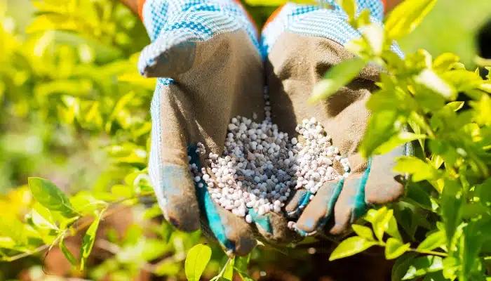 مميزات سماد الذهب الاسود Black Gold