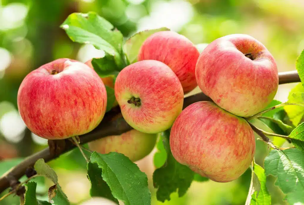 زراعة أشجار الفاكهة الخاصة بك