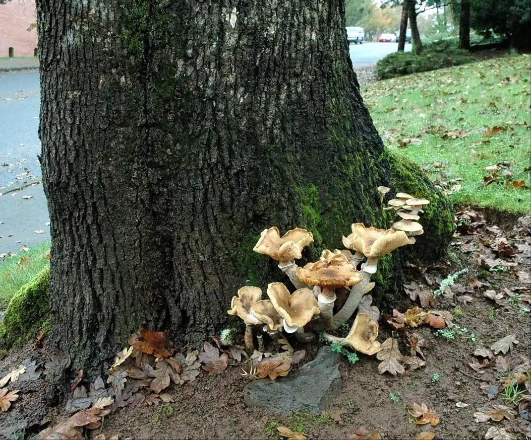 مرض الجذر الأرميلاري