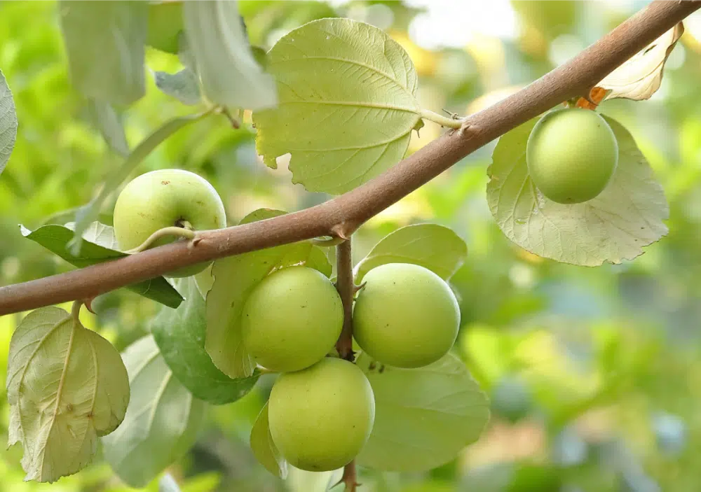 شجرة السدر الصيني وكيفية رعايتها