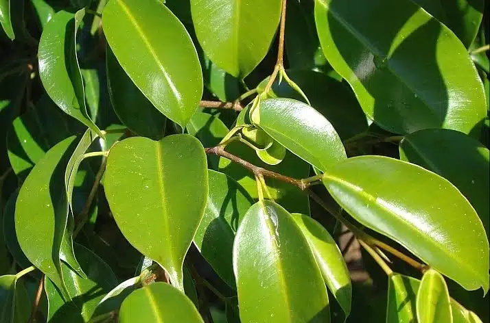 نبتة الفيكس البنجامينا Ficus Benjamina: رعايتها وزراعتها