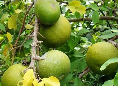 اهمية شجرة القثة الهندية