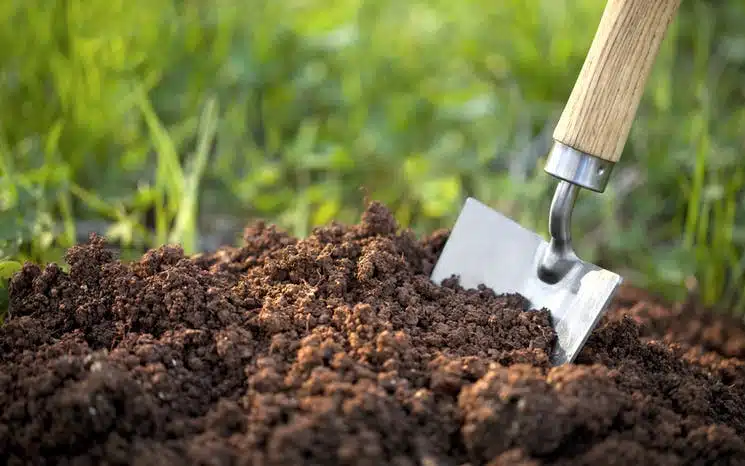 استعمال النباتات لتنقية التربة الملوثة