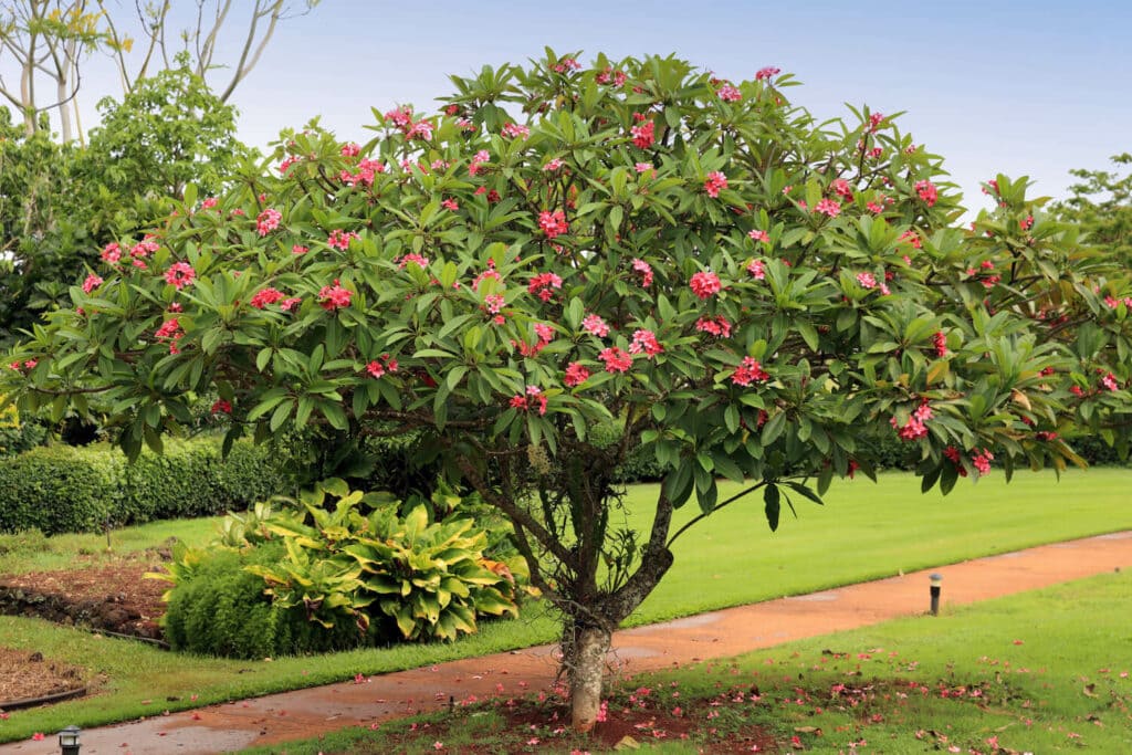 الياسمين الهندي: دليل شامل لزراعته والعناية به في المناخ الحار