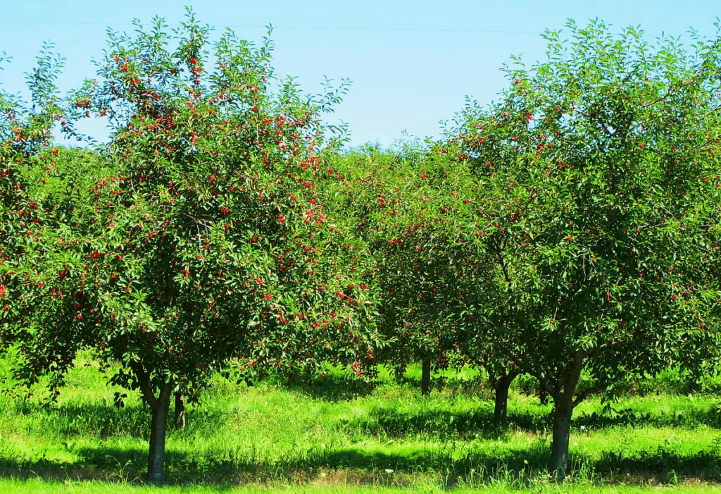 خطوات العناية بالأشجار المثمرة