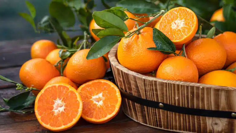 أهم الأعراض الظاهرية للأمراض النباتية