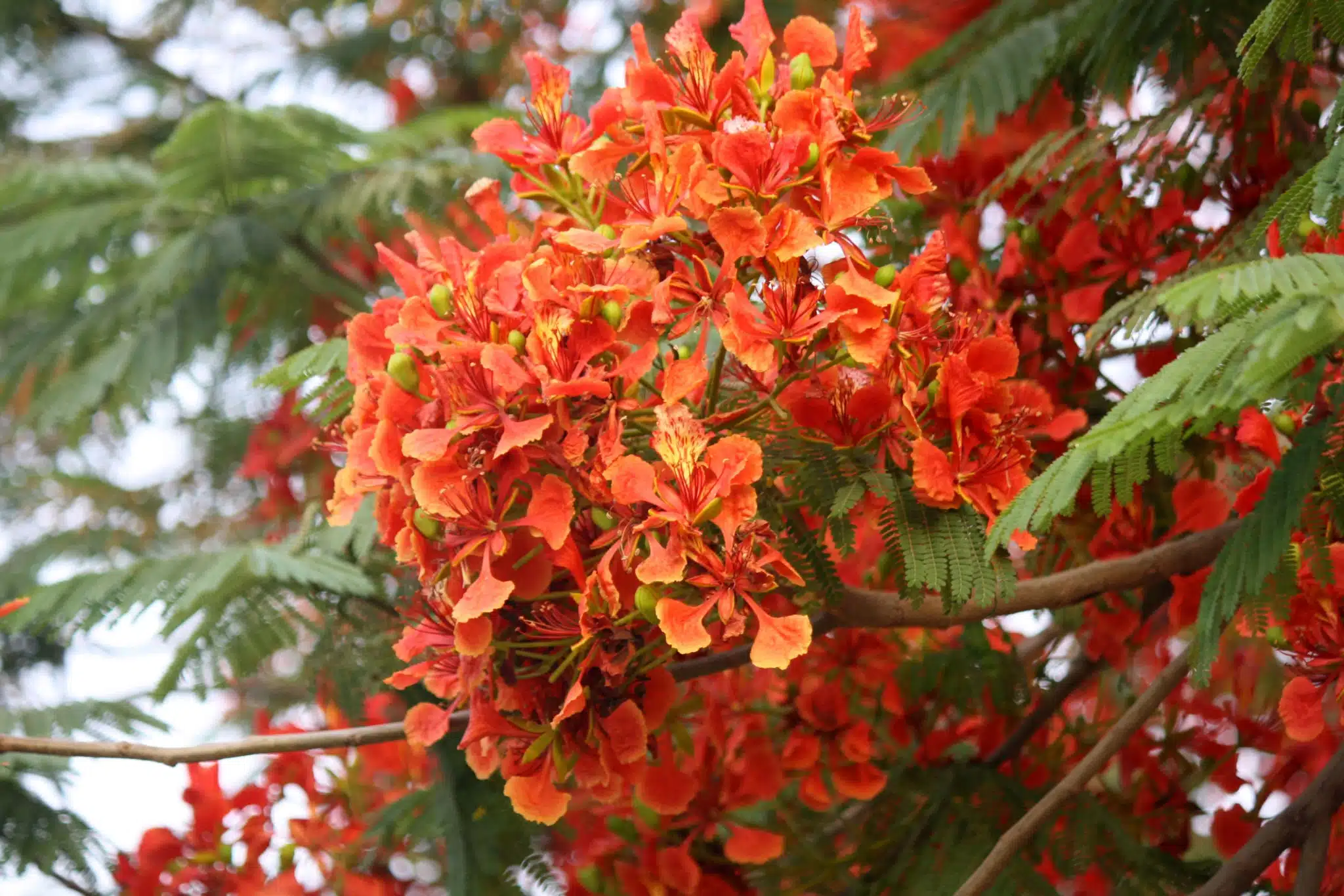 رعاية وزراعة شجرة البونسيانا