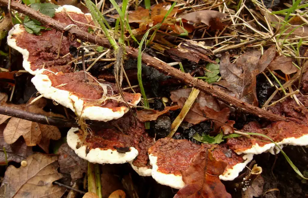 عفن الجذور و القارومة الأفومايسي  Annosus Root Rot
