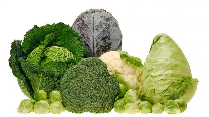 حديقة الخضراوات الشتوية