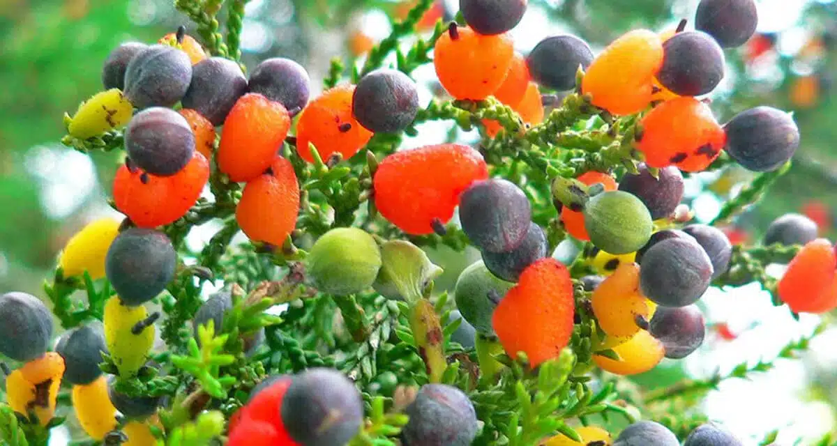 طور الراحة لأشجار الفاكهة