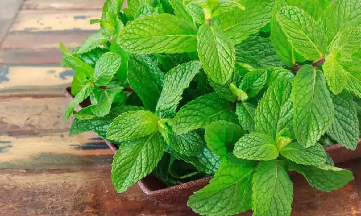الاستخدامات المذهلة للنعناع