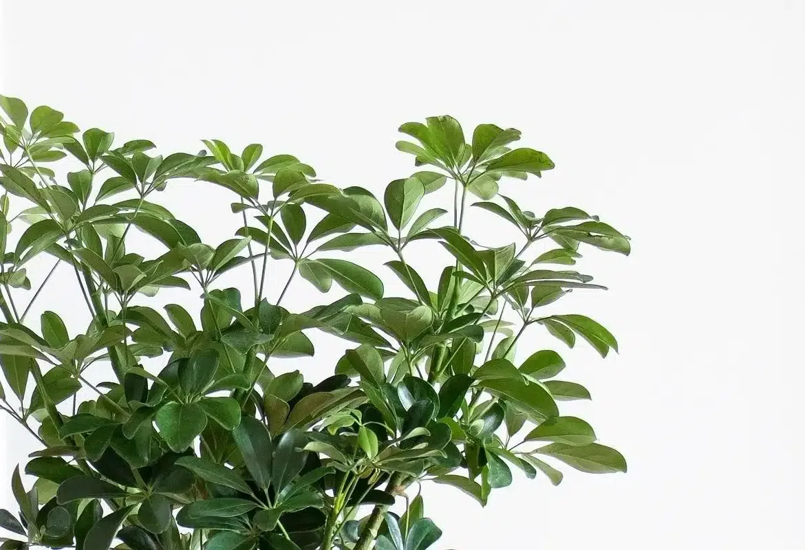 العناية بالشفليرا