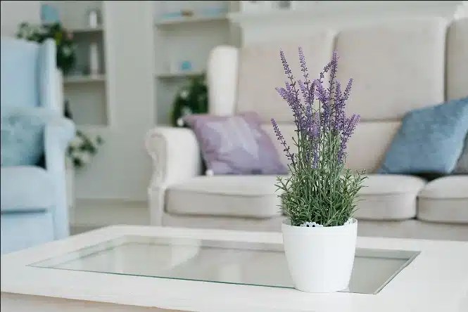 النباتات المنزلية المعطرة للمنزل
