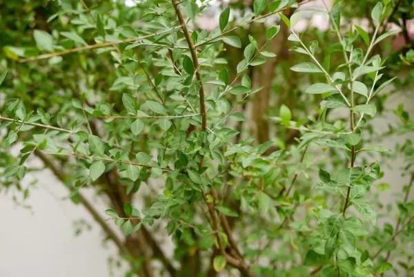 زراعة شجرة الحناء