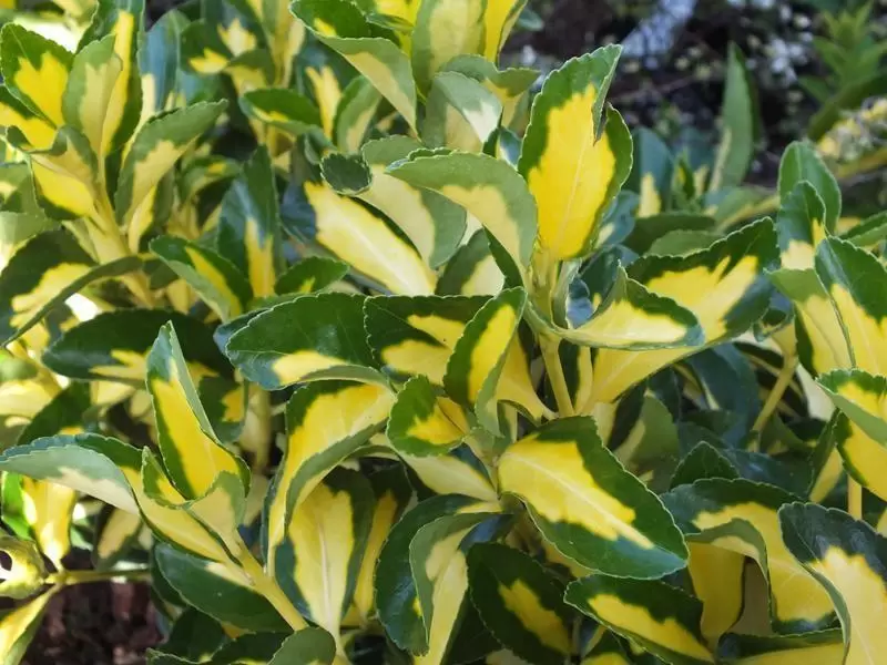 زراعة شجرة الفيزان اليابانية