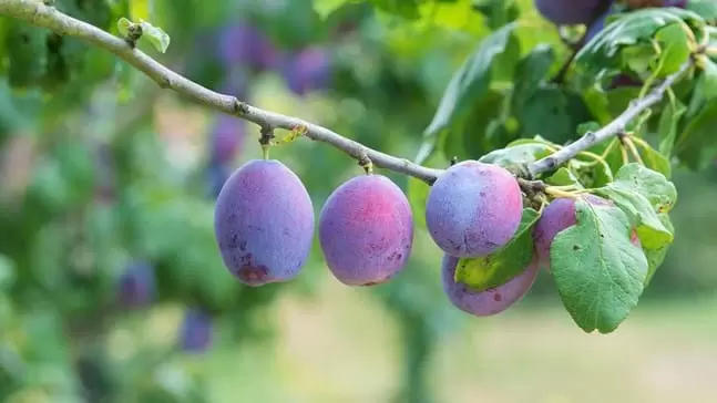 زراعة ورعاية شجرة البخاري (البرقوق) Prunus domestica