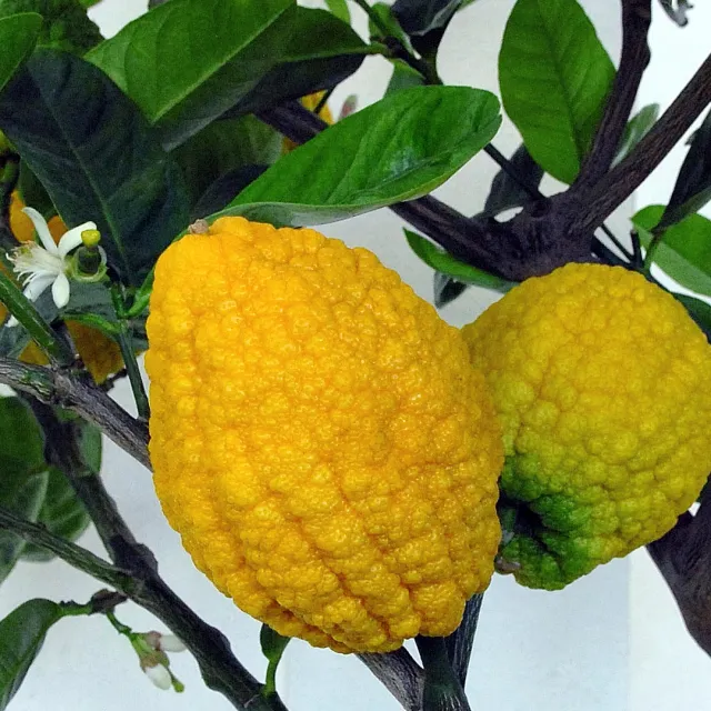 شجرة الترنج: الدليل الشامل لفوائدها وزراعتها وأسرارها الطبية