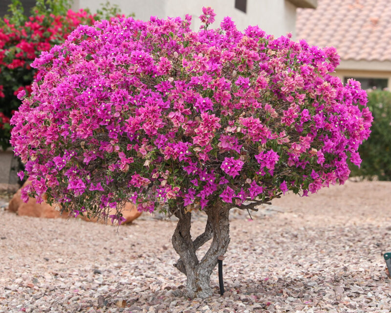 شجرة الجهنمية: دليلك الشامل للزراعة والعناية بها في السعودية