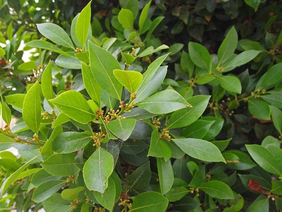 شجرة الغار او شجرة الرند  Laurus nobil