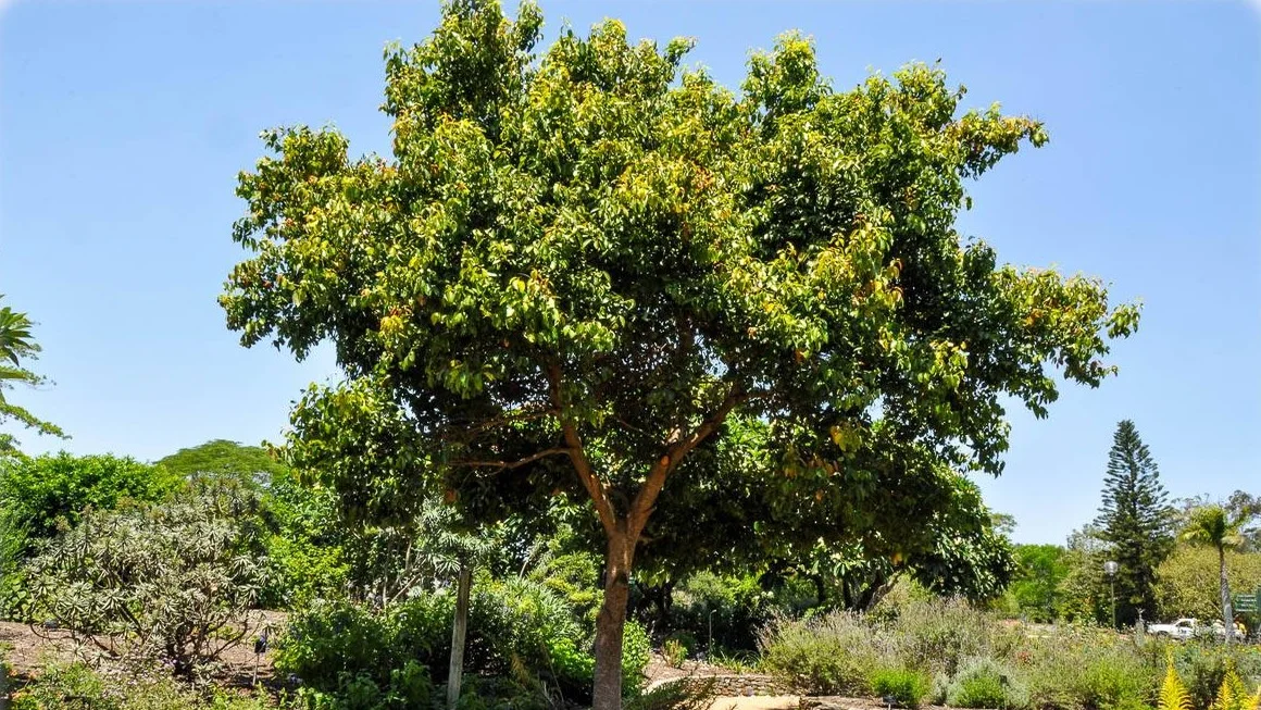 شجرة القرفة Cinnamomum verum Tree