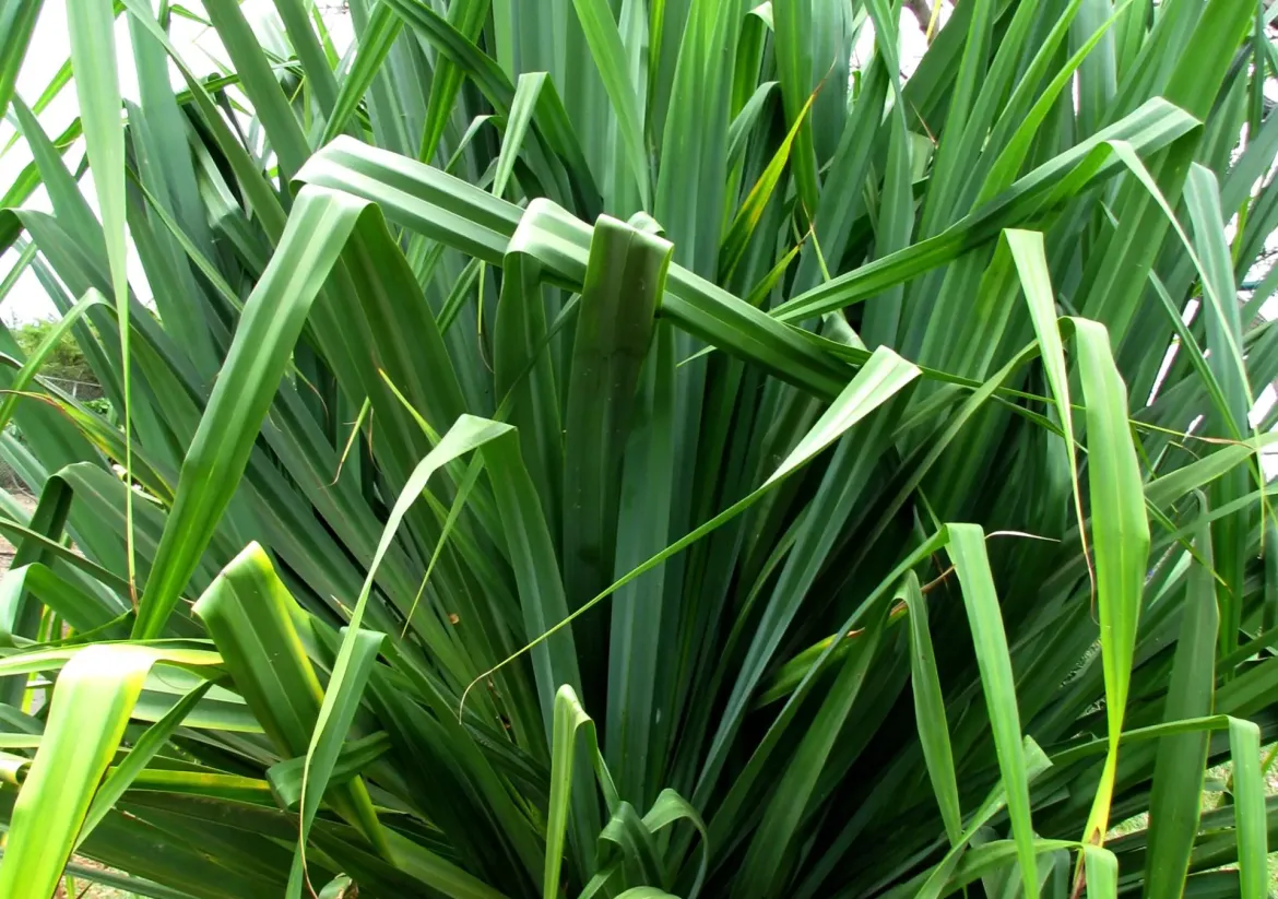 شجرة الكادي Pandanus tectorius Tree