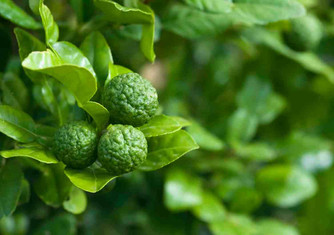 شجرة الليمون الكفير – Kaffir Lime