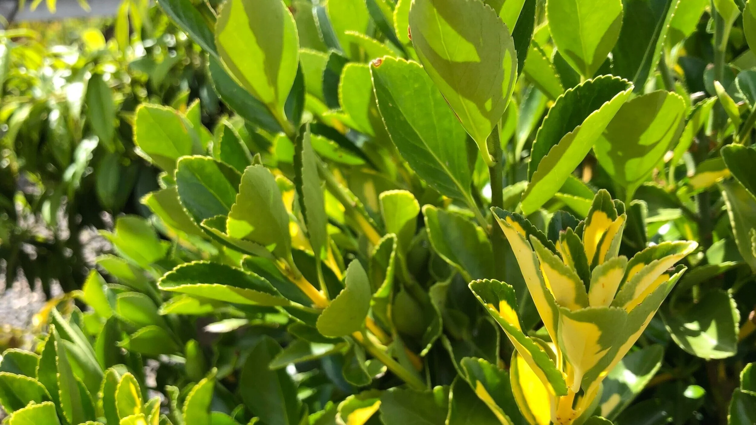 شجيرة الفيزان الياباني: 5 أساسيات للعناية به و النجاح  في زراعته