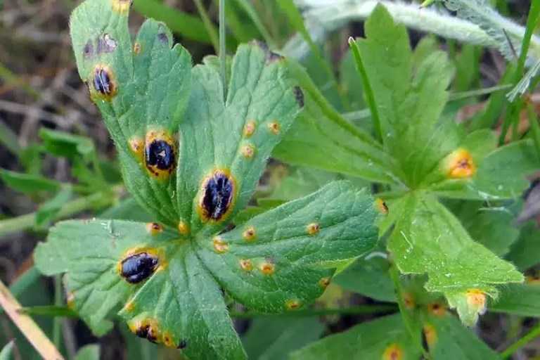 فطريات التفحم الأسود: أسبابها، أضرارها على النبات و علاجها