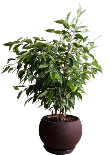 فيكس بنجامينا: الدليل الشامل للزراعة والعناية بهذه الشجرة