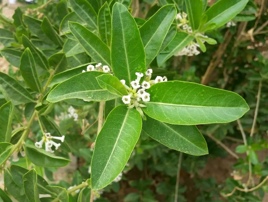 زراعة شجيرة ملكة النهار المزهرة