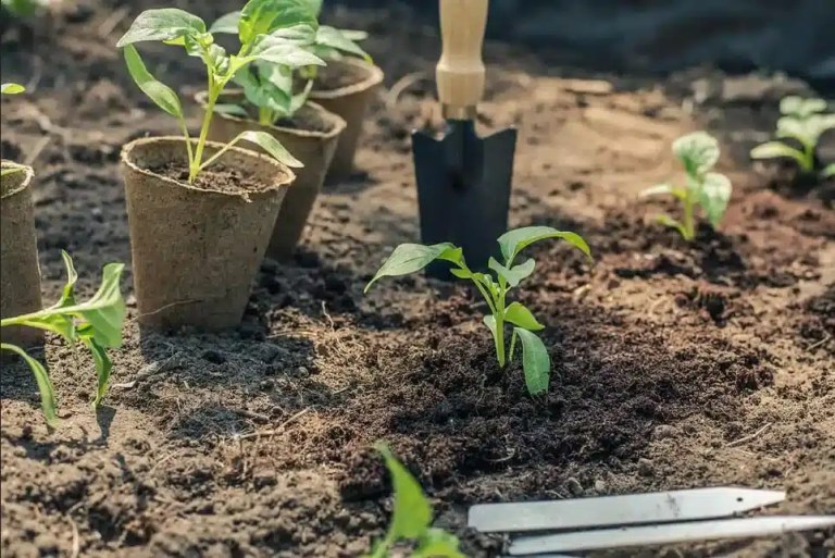 أفضل فصل للزراعة: متى يكون الوقت المناسب للزراعة في الحديقة