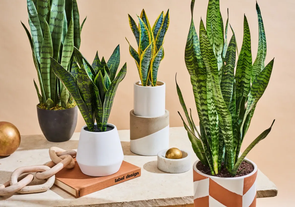 نباتات صبار جلد النمر Sansevieria