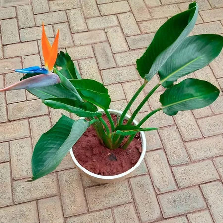 نبتة عصفور الجنة: دليل العناية والزراعة المثالية