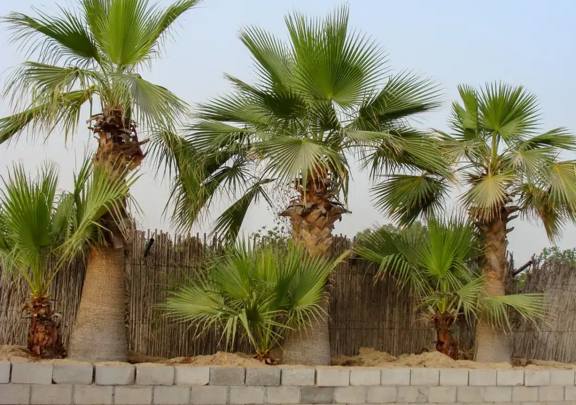 نخيل واشنطن Washingtonia filifera مقاومة للجفاف والملوحة