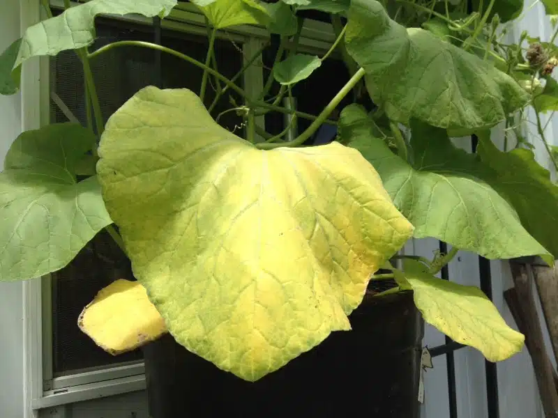 نقص النيتروجين في النباتات