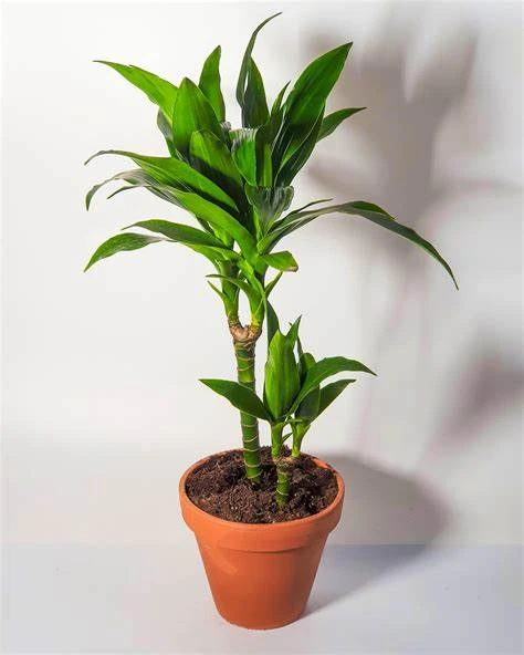 dracenas planta Dracaena Marginata (Dragon Tree Plant) main image 0