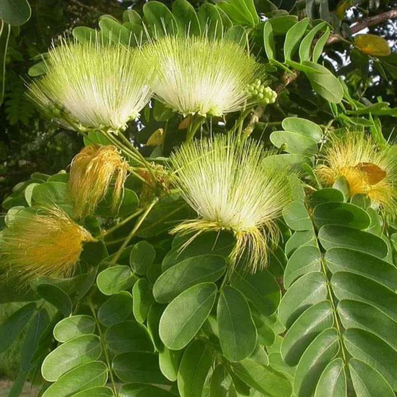 شجرة اللبخ أو ذقن الباشا Albizia lebbeck شجرة كبيرة بظل كثيف