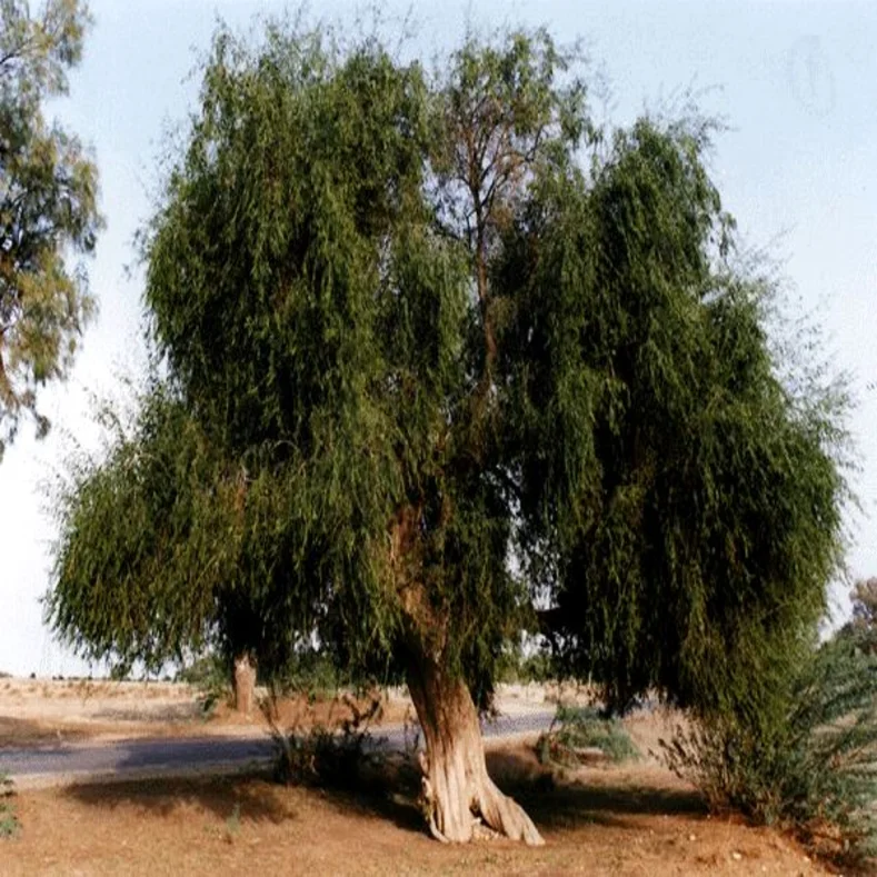 شجرة الاراك Salvadora persica | تتحمل الحرارة والجفاف