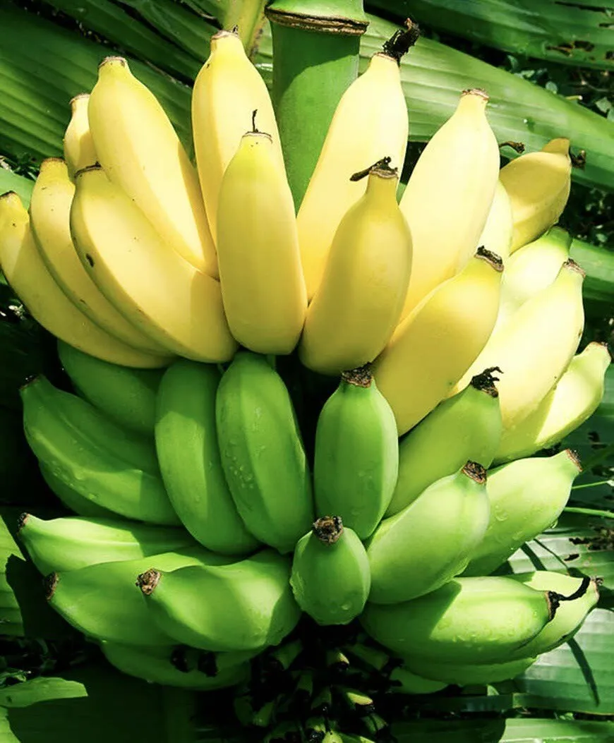 شجرة الموز التفاحي Musa paradisiaca نبتة مثمرة وعشبية مدهشة