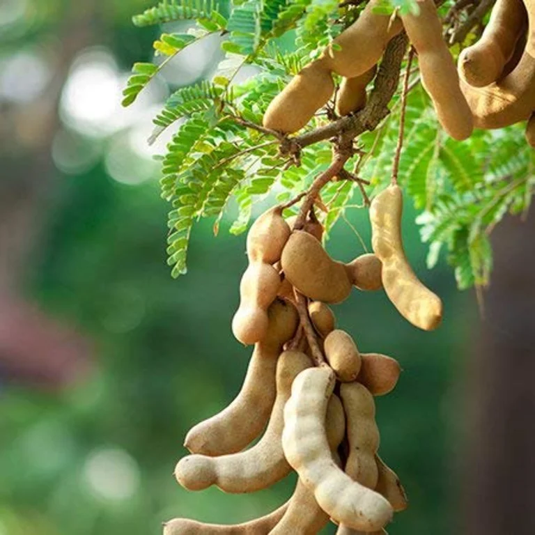 Temir Tree شجرة التمر الهندي Tamarindus indica | سريعة النمو ومثمرة