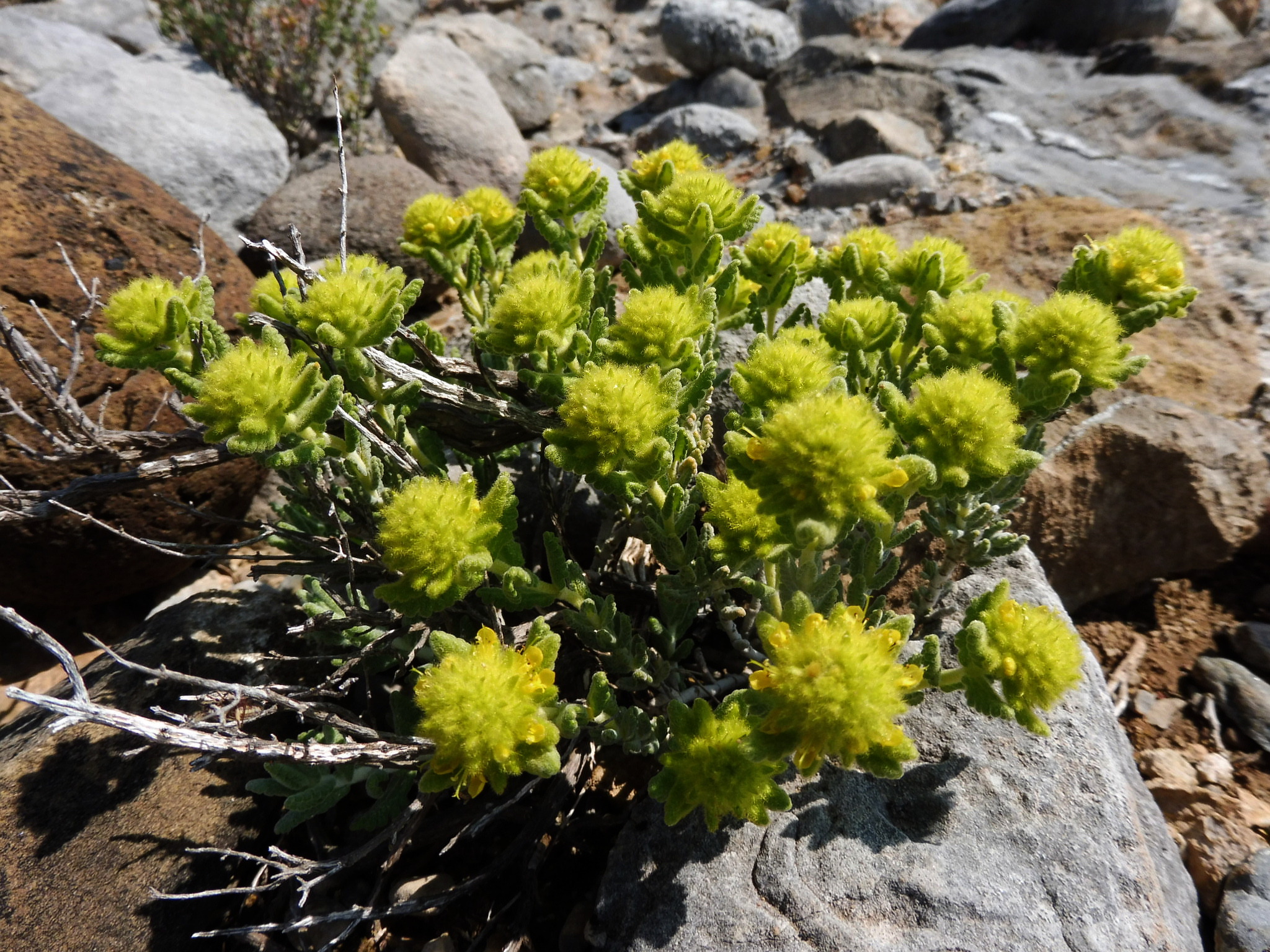 عشبة الجعد العطرية Teucrium polium نبات معمر طبي وزيني