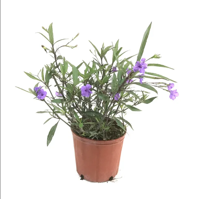 بتونيا الصحراء أو الرويليا Ruellia tuberosa نبات مزهر مقاوم