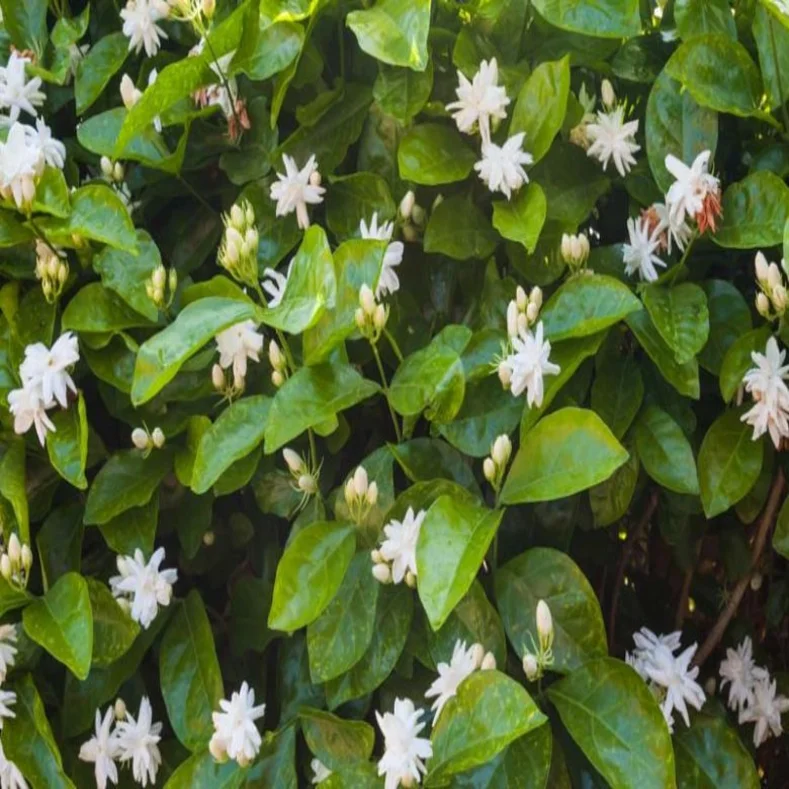 الفل البلدي او الفل الجيزاني Jasminum sambac زراعة ورعاية