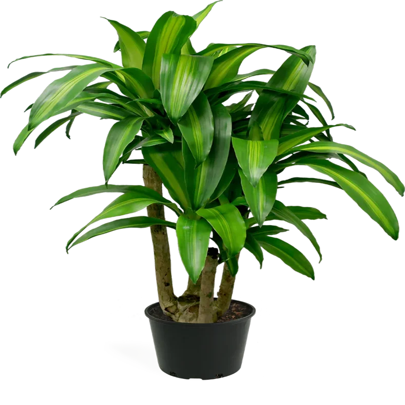 Dracaena fragrans